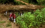 L'Afrique exporte ses produits bio