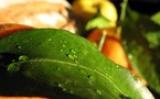 Systèmes de gestion de la qualité en vigueur dans l'industrie alimentaire
