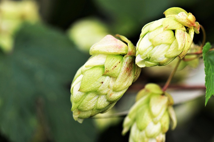 Paris lance un appel à projets pour la culture du houblon Paris lance un appel à projets pour la culture du houblon