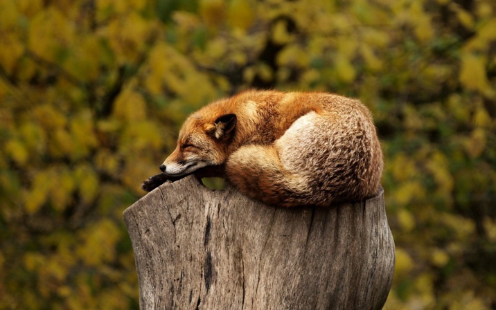 Source : Pixabay, image libre de droits