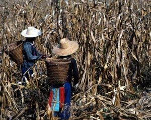 Droits fonciers : un succès en demi-teinte pour la FAO