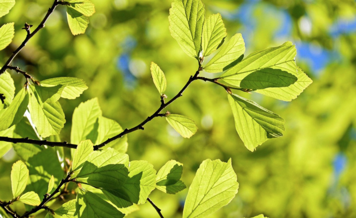 Creative Commons - Pixabay Creative Commons - Pixabay