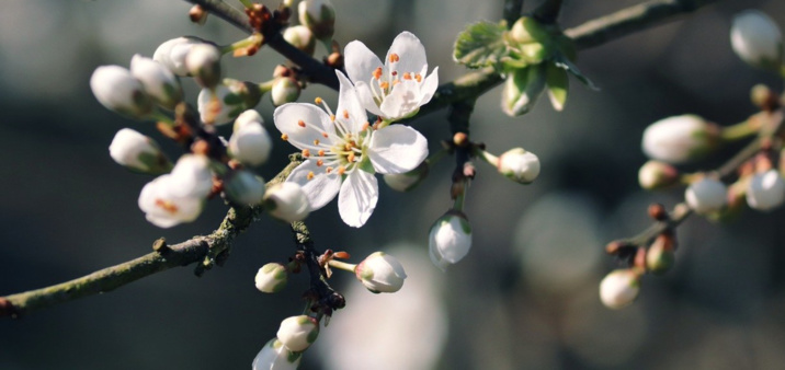 Creative Commons - Pixabay Creative Commons - Pixabay