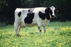 Photo : U.S. Department of Agriculture Photo : U.S. Department of Agriculture