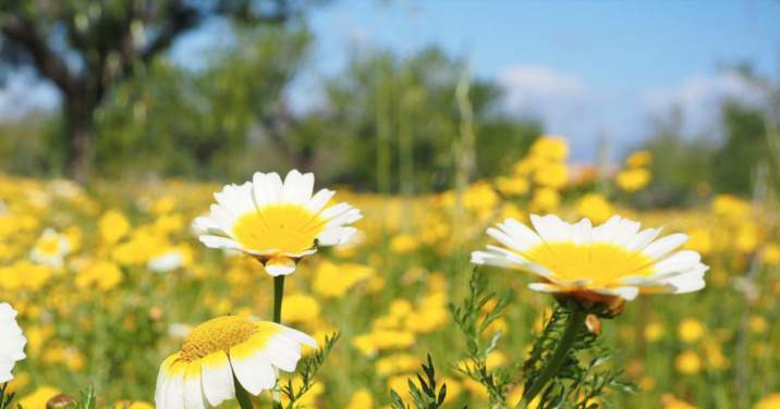 Creative Commons - Pixabay Creative Commons - Pixabay