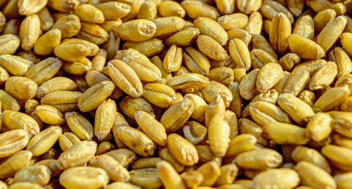 Creative Commons - Pexels Creative Commons - Pexels