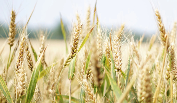 Creative Commons - Pexels Creative Commons - Pexels