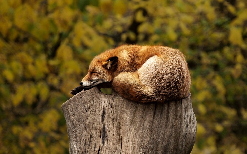 Source : Pixabay, image libre de droits