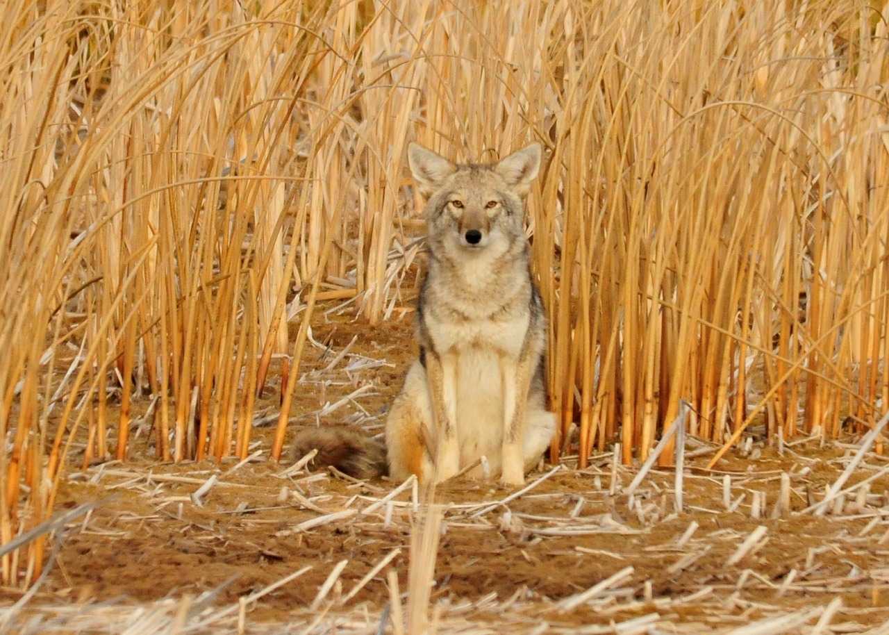 Canada Goose, critiqué pour son utilisation de fourrures de coyotes