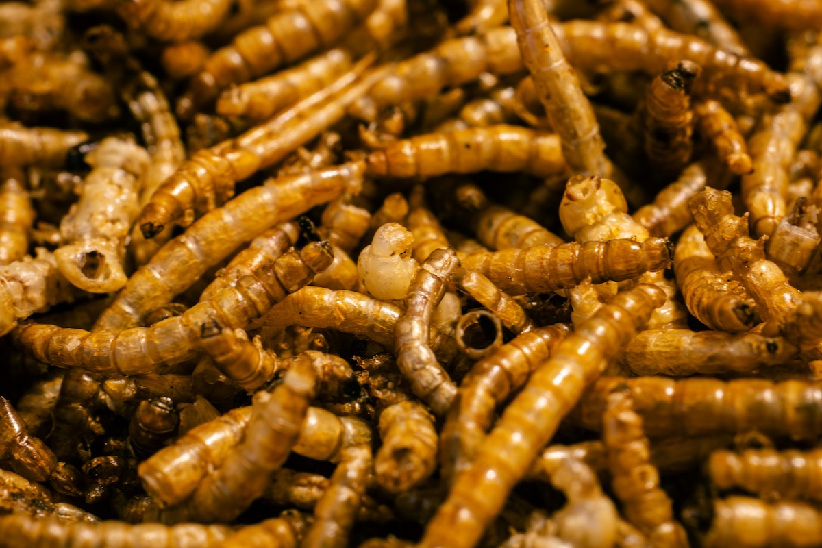 Protéines d’insectes : Ynsect, pionnière française de l’agritech est en faillite