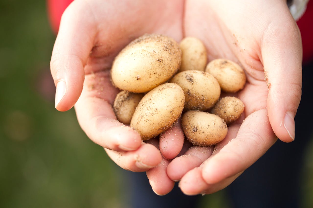 Pommes de terre : une récolte record qui bouleverse l’agroalimentaire