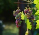Réduire le risque de dérive en viticulture
