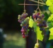Réduire le risque de dérive en viticulture Réduire le risque de dérive en viticulture