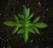 Canada : la légalisation du cannabis et ses opportunités business Canada : la légalisation du cannabis et ses opportunités business