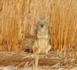 Canada Goose, critiqué pour son utilisation de fourrures de coyotes