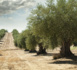 L’Occitane en Provence : de la success story à la machine de guerre marketing L’Occitane en Provence : de la success story à la machine de guerre marketing
