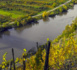 Vin : 2021 s’annonce comme une année historiquement mauvaise pour les producteurs Vin : 2021 s’annonce comme une année historiquement mauvaise pour les producteurs