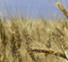 La Turquie annonce que les exportations de blé ukrainien ont repris
