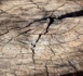 L’an prochain, la croissance s’annonce molle L’an prochain, la croissance s’annonce molle