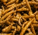 Protéines d’insectes : Ynsect, pionnière française de l’agritech est en faillite Protéines d’insectes : Ynsect, pionnière française de l’agritech est en faillite
