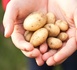 Pommes de terre : une récolte record qui bouleverse l’agroalimentaire Pommes de terre : une récolte record qui bouleverse l’agroalimentaire