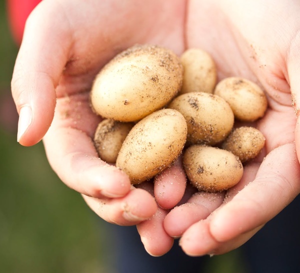 Pommes de terre : une récolte record qui bouleverse l’agroalimentaire