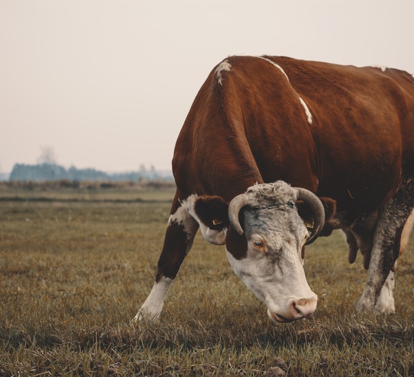 Lactalis annonce répercuter sur ses prix la crise au Moyen-Orient